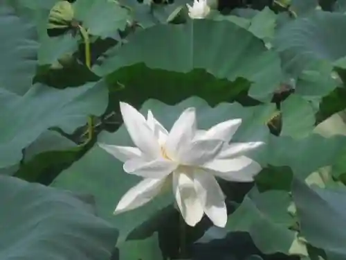 鶴岡八幡宮の自然