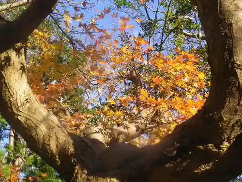 安國論寺（安国論寺）の自然