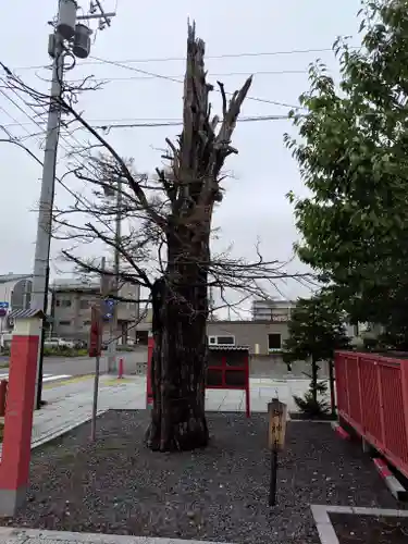 旭川銀座弁天神社の自然