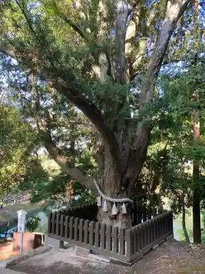 安房神社の{uncategorized: "未分類", other: "その他", undefined: "問題あり", building: "その他建物", grave: "お墓", sacred_gate: "鳥居", guardian: "狛犬", statue: "像", buddha: "仏像", history: "歴史", nature: "自然", garden: "庭園", animal: "動物", pagoda: "塔", temizu: "手水舎", mountain_gate: "山門・神門", sanctuary: "本殿・本堂", subordinate: "末社・摂社", art: "芸術", scenery: "景色", jizo: "地蔵", ema: "絵馬", goshuin: "御朱印", omikuji: "おみくじ", items: "授与品その他", amulet: "お守り", goshuincho: "御朱印帳", eats: "食事", festival: "お祭り", votive_dance: "神楽", shichigosan: "七五三参", wedding: "結婚式", experience: "体験その他", initially: "初詣", around: "周辺", anti_infection: "感染症対策"}