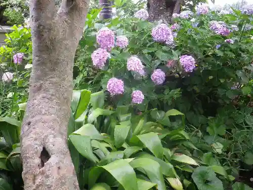 實相寺（実相寺）の自然