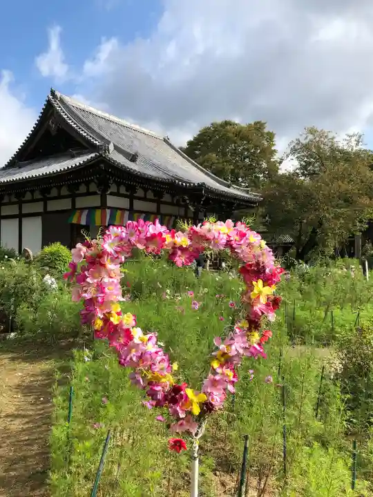 般若寺 ❁コスモス寺❁(奈良県)
