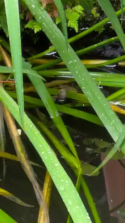 宝蔵寺(京都府)