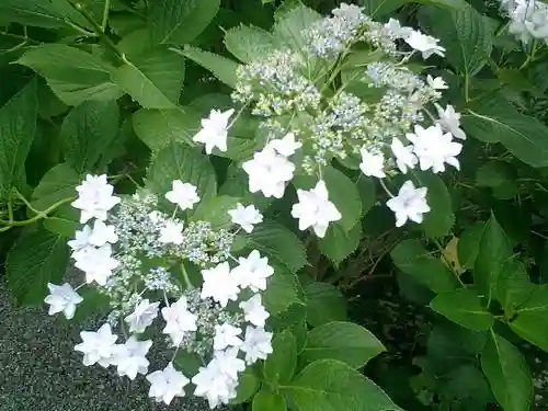 實相寺（実相寺）の自然