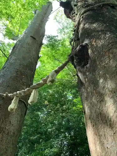 川越氷川神社の自然