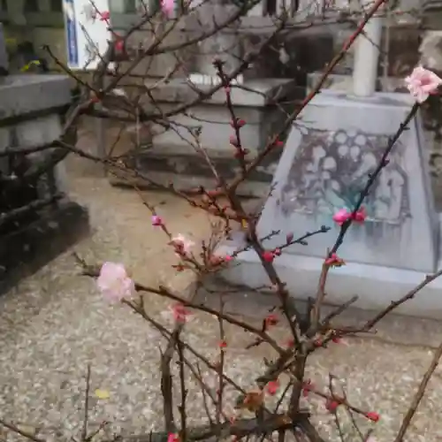 岡崎天満宮の自然