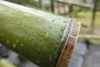 平等院の手水舎