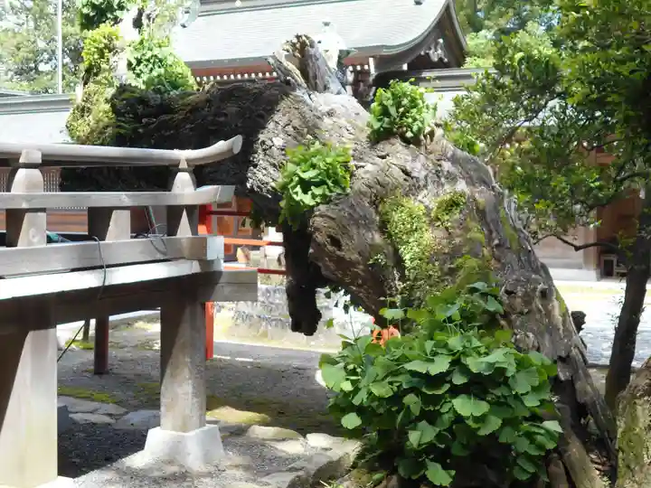 住吉神社の自然