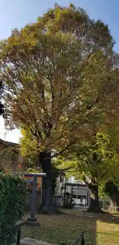 五北天祖神社の自然