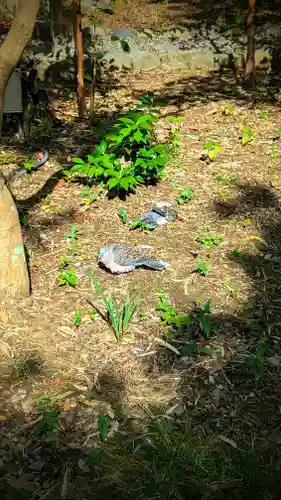 菊田神社の動物