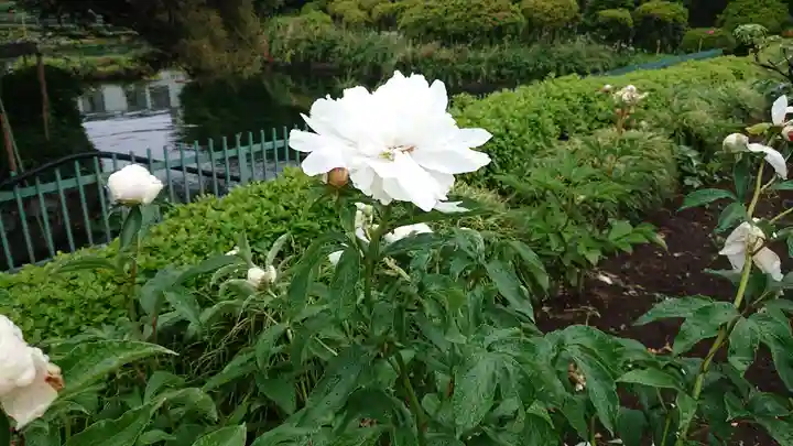 箭弓稲荷神社の自然