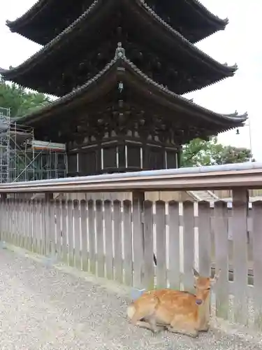 興福寺の動物