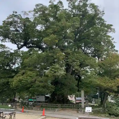 野間神社の自然