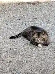 長延寺の動物