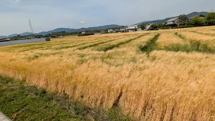 丹波国分尼寺跡(御上人林廃寺)(京都府)