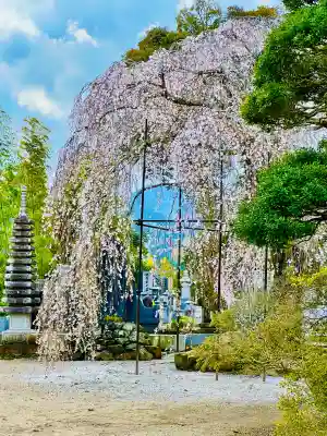 金剛寺の{uncategorized: "未分類", other: "その他", undefined: "問題あり", building: "その他建物", grave: "お墓", sacred_gate: "鳥居", guardian: "狛犬", statue: "像", buddha: "仏像", history: "歴史", nature: "自然", garden: "庭園", animal: "動物", pagoda: "塔", temizu: "手水舎", mountain_gate: "山門・神門", sanctuary: "本殿・本堂", subordinate: "末社・摂社", art: "芸術", scenery: "景色", jizo: "地蔵", ema: "絵馬", goshuin: "御朱印", omikuji: "おみくじ", items: "授与品その他", amulet: "お守り", goshuincho: "御朱印帳", eats: "食事", festival: "お祭り", votive_dance: "神楽", shichigosan: "七五三参", wedding: "結婚式", experience: "体験その他", initially: "初詣", around: "周辺", anti_infection: "感染症対策"}