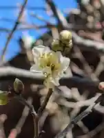 白幡八幡神社(神奈川県)