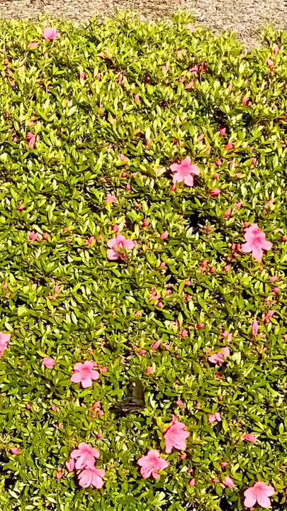 滋賀県護国神社の自然