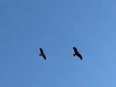 川口神社(千葉県)