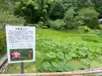 中尊寺の庭園