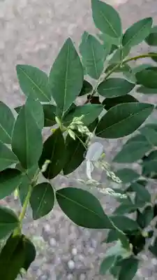 梨木神社(京都府)