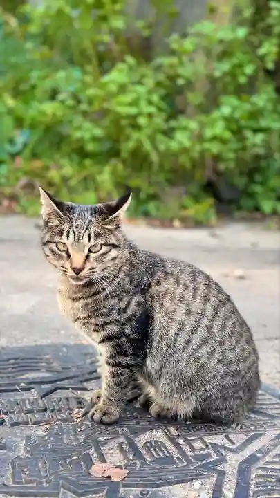 妙心寺(北海道)