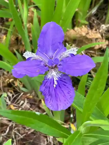 丸高稲荷神社の{uncategorized: "未分類", other: "その他", undefined: "問題あり", building: "その他建物", grave: "お墓", sacred_gate: "鳥居", guardian: "狛犬", statue: "像", buddha: "仏像", history: "歴史", nature: "自然", garden: "庭園", animal: "動物", pagoda: "塔", temizu: "手水舎", mountain_gate: "山門・神門", sanctuary: "本殿・本堂", subordinate: "末社・摂社", art: "芸術", scenery: "景色", jizo: "地蔵", ema: "絵馬", goshuin: "御朱印", omikuji: "おみくじ", items: "授与品その他", amulet: "お守り", goshuincho: "御朱印帳", eats: "食事", festival: "お祭り", votive_dance: "神楽", shichigosan: "七五三参", wedding: "結婚式", experience: "体験その他", initially: "初詣", around: "周辺", anti_infection: "感染症対策"}