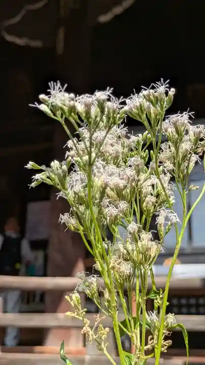 行願寺(革堂)(京都府)
