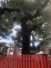 鶴見神社の自然