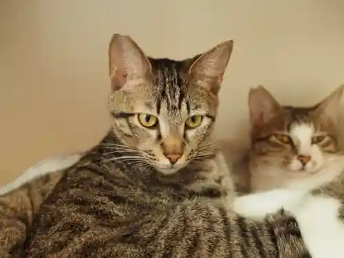 天王山 安楽寺の動物