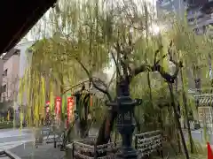 頂法寺（六角堂）の自然