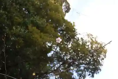 大國主神社の自然