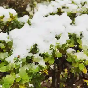 豊景神社の庭園(2021年12月02日(木) 06時46分56秒投稿)