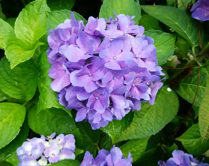 江部乙神社の自然