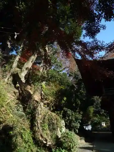 宝樹院小山寺の自然