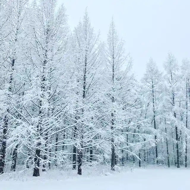 高司神社〜むすびの神の鎮まる社〜の景色