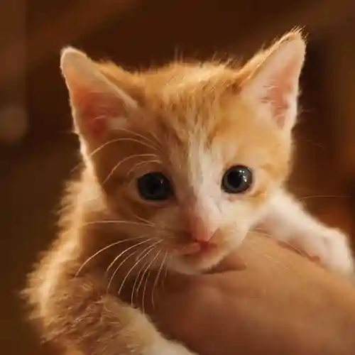 天王山 安楽寺(福井県)