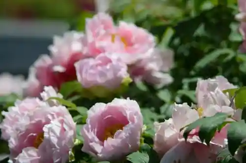 建仁寺（建仁禅寺）(京都府)