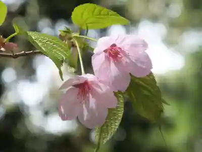 近江神宮の自然