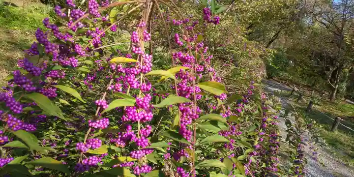平野神社(京都府)