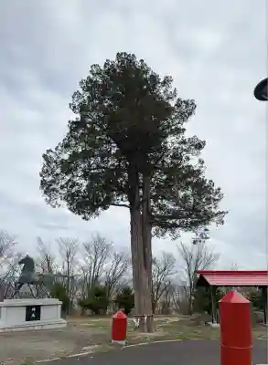 中富良野神社の自然