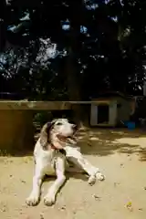 熊野神社の動物