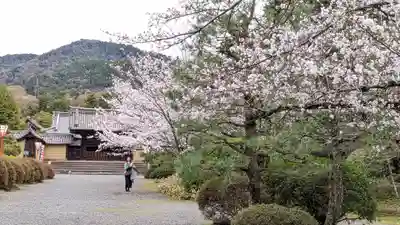 隨心院(随心院)(京都府)