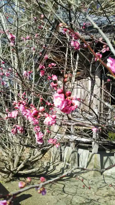茂原八幡神社の自然