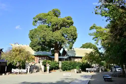 伊勢原大神宮の自然