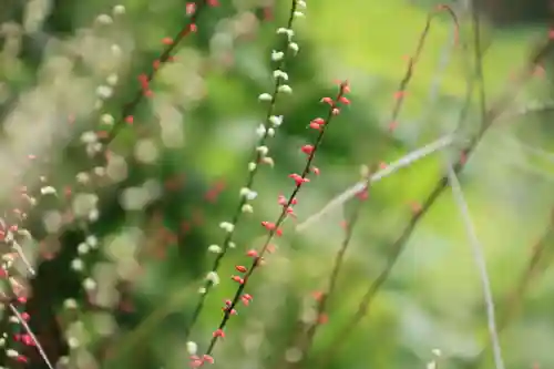 阿邪訶根神社の自然