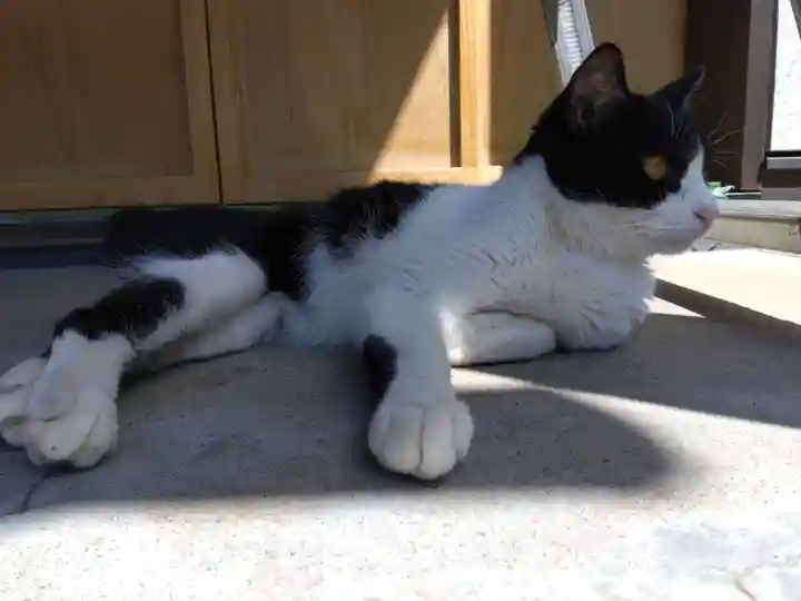 御誕生寺(猫寺)(福井県)