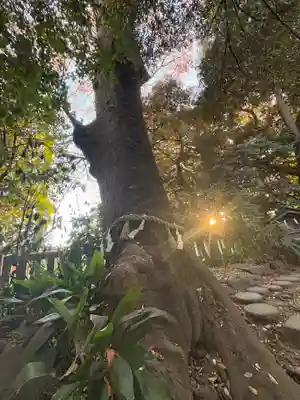 川越氷川神社(埼玉県)