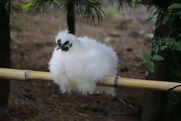 高屋敷稲荷神社の動物