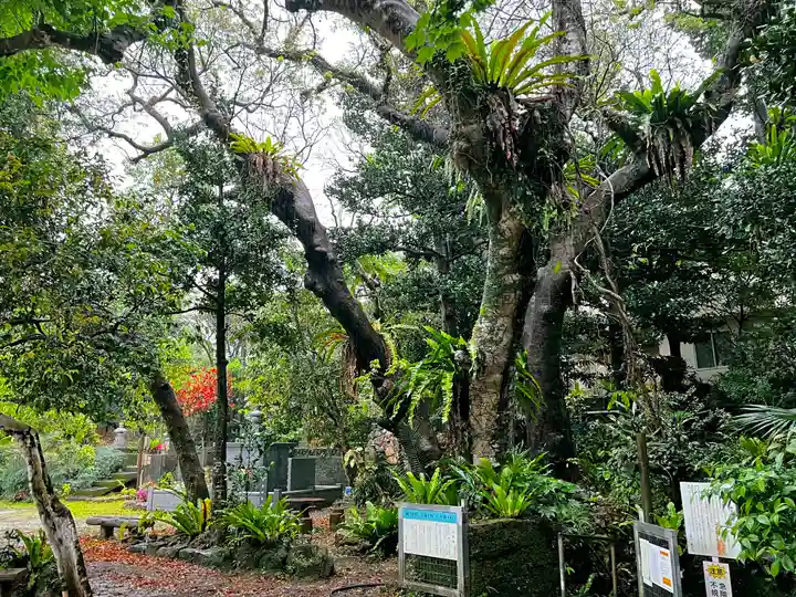 金武観音寺(沖縄県)